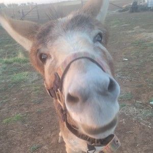 Meet your Posher, Roberto